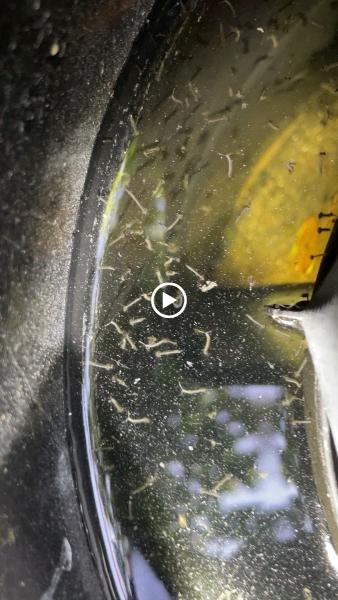 Pasadena Pest Control