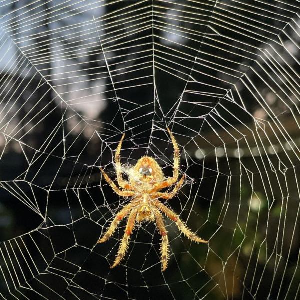 Pasadena Pest Control