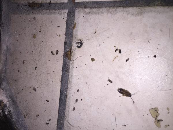 Josh the Bug Guy