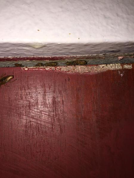 Josh the Bug Guy