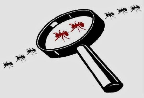 Tom's Effective Pest Control