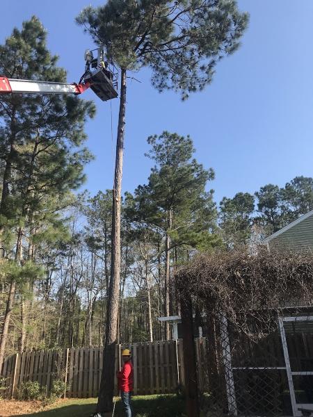 Clemmons Tree Care
