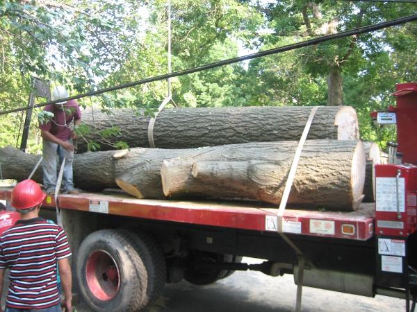 Takoma Tree Experts Llc.