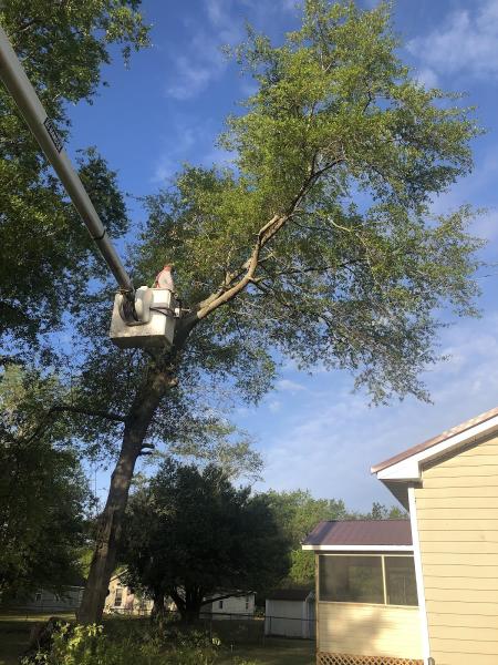 Adam and Sons Tree Service and Stump Grinding