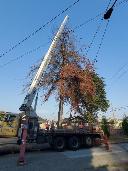 Landmark Tree Care