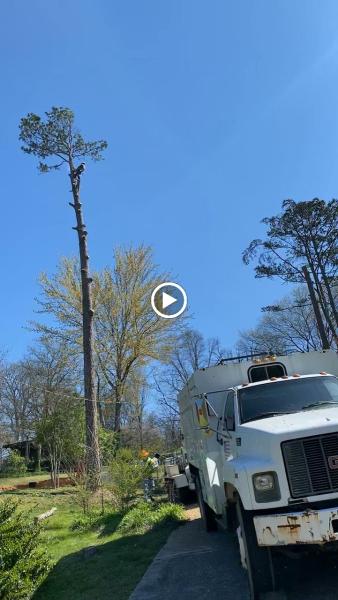 Windrock Tree Services
