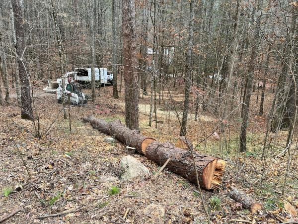 Windrock Tree Services