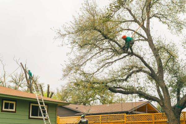 Adam's Apple Tree Service