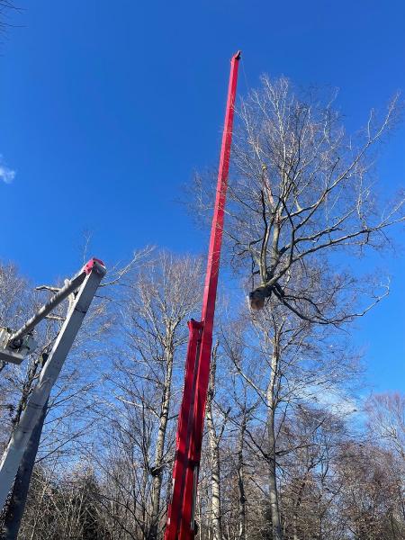 Able Tree Service LLC