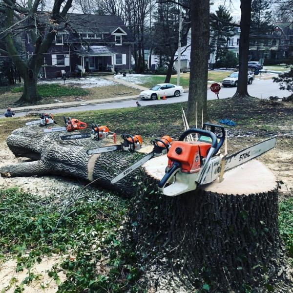Executive Branch Tree Services