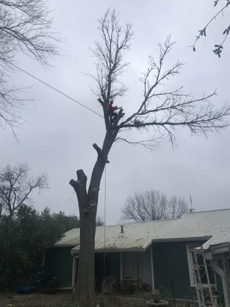 Master Tree Service