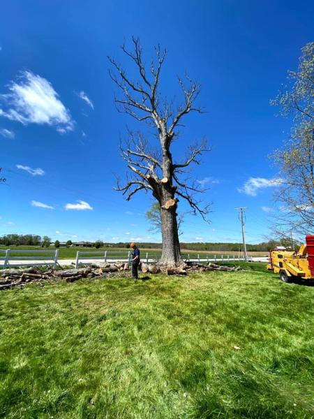 MMM Tree Service