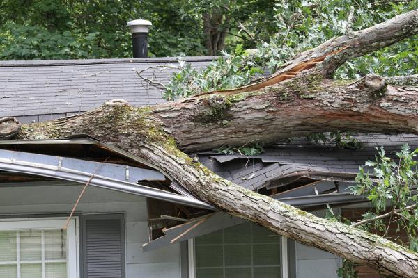 MMM Tree Service