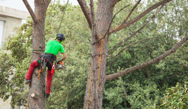 MMM Tree Service
