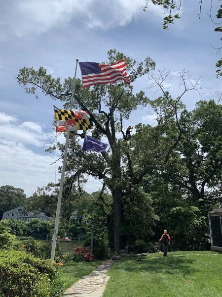 Annapolis Tree Company LLC