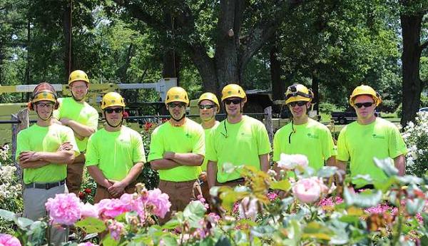 Daves Tree Service