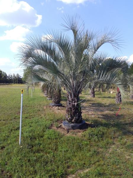 Panhandle Palms LLC
