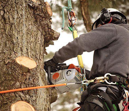 Real Tree Trimming & Landscaping