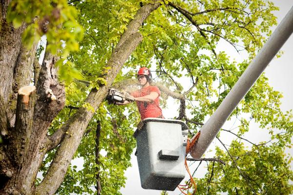 Real Tree Trimming & Landscaping