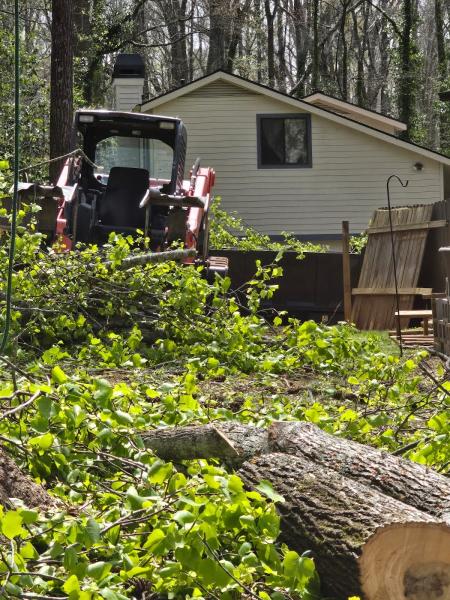 Top Pine Tree Services