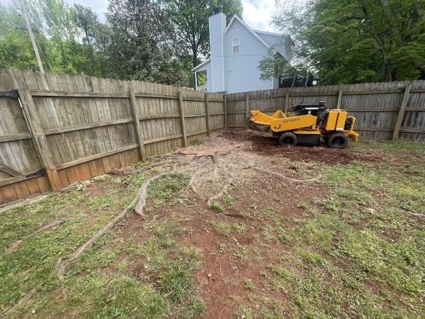 Top Pine Tree Services
