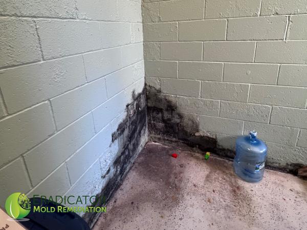 Eradicator Mold Remediation Services