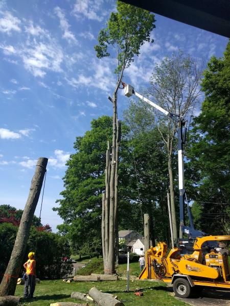 Cut-Rite Tree Removal LLC