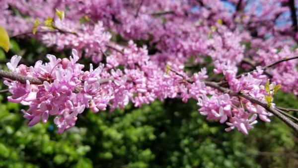 Southpaw Landscaping LLC