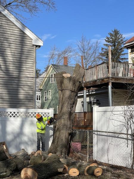 JC & G Tree Service Corp