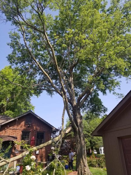 Tony's Tree Service LLC