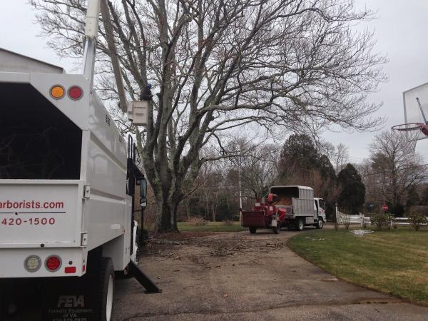 Childs Arborists