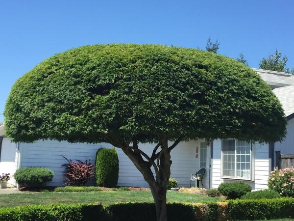 Pacific Tree Services