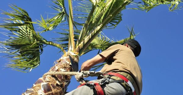 Arborsd Tree Service