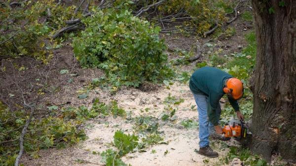 Arborsd Tree Service