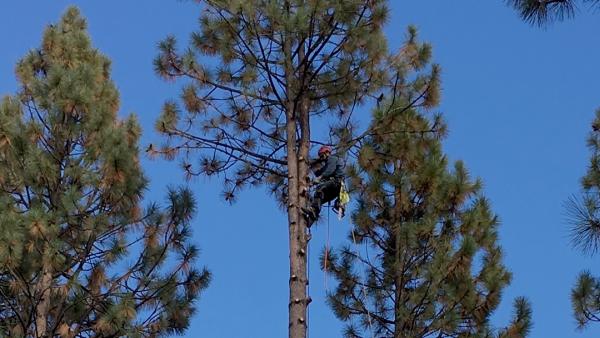 Urban Forest Tree Service