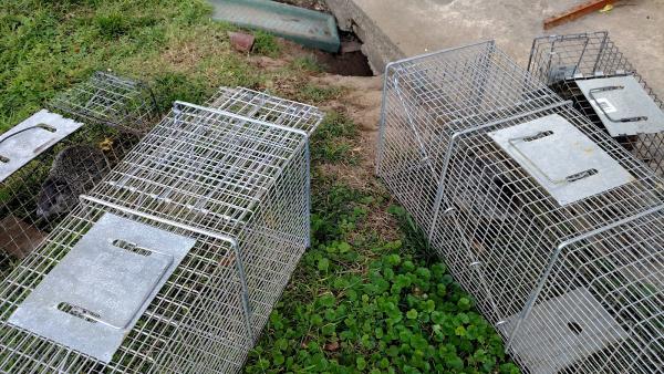 Buggs Pest & Wildlife Control