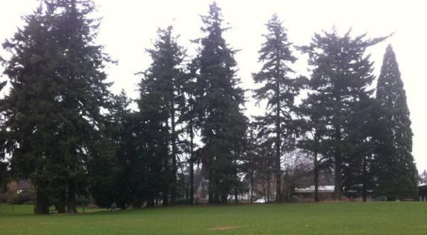 Northwest Tree Pros