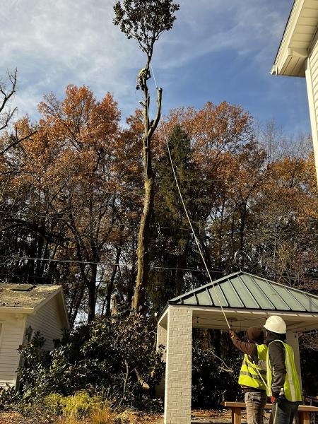 BT Lawn & Tree Service