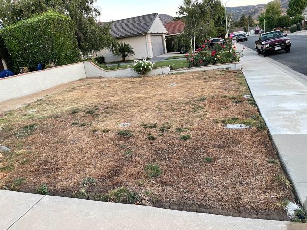 Future Grass
