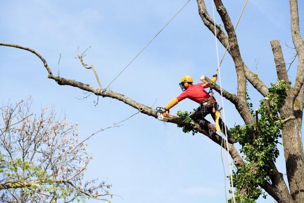 Franklin Tree Service Experts