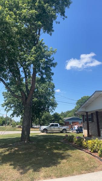 Coday Tree