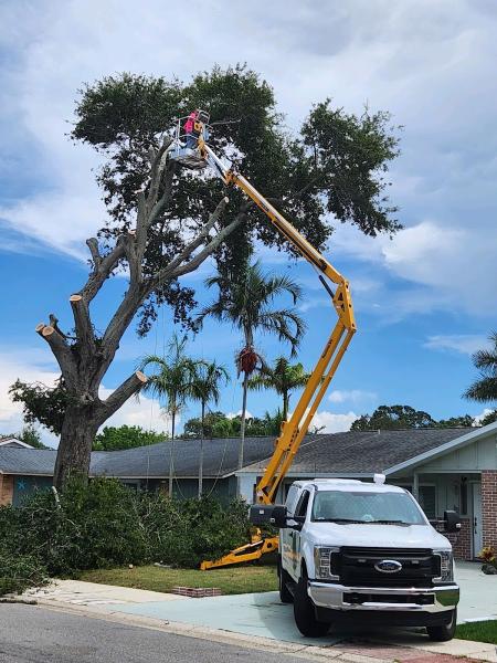 Gulf Coast Arborist