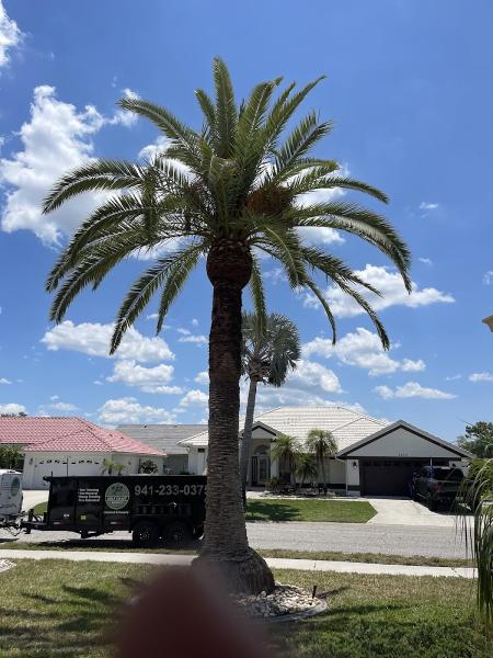 Gulf Coast Arborist