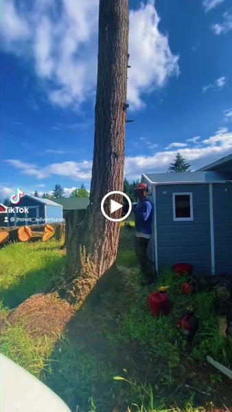 Arbor Tree Care LLC