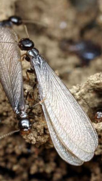 Protex Pest Control