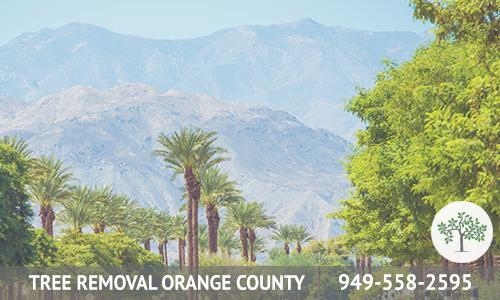 Tree Removal Orange County