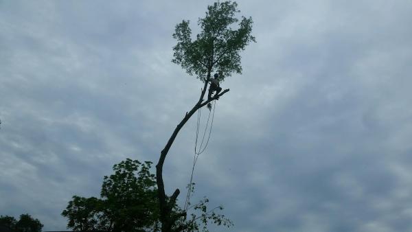 Full Circle Tree & Shrub