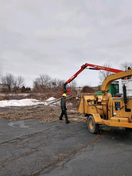Roman Tree Service