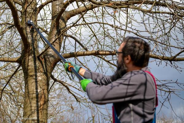 Atlanta Classic Tree Service