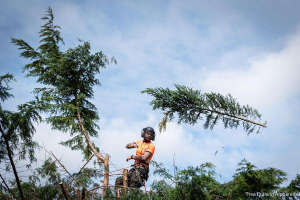 Atlanta Classic Tree Service